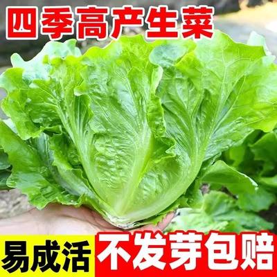 生菜种籽四季播种子意大利奶油罗马生菜阳台盆栽易种植蔬菜种子