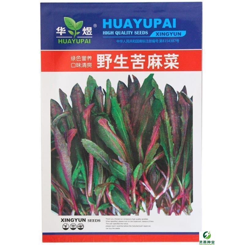 野生曲麻菜种子苦麻菜种子籽保健野菜春秋四季播阳台盆栽蔬菜种子