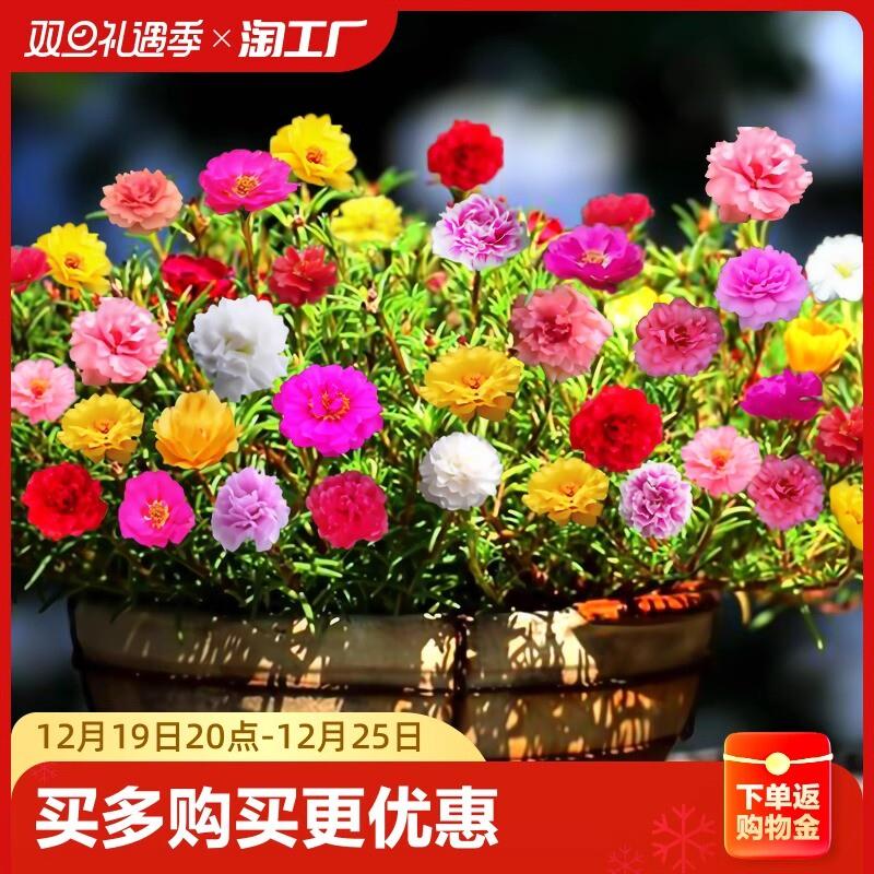 重瓣太阳花花种子花籽四季开花室内花卉易活室外种孑花种籽子包邮