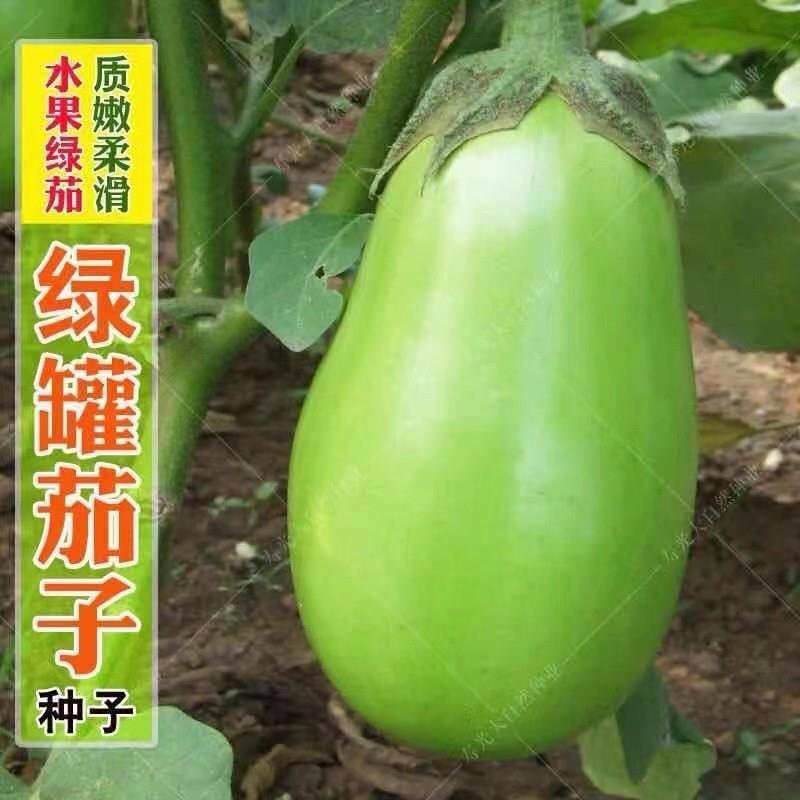 绿罐茄种子茄子种籽高产四季蔬菜种子青茄子绿皮耐寒春季秋菜种子