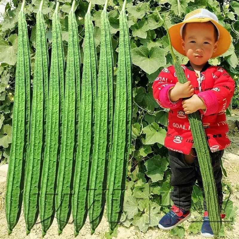 长特角棱丝水种种八棱丝瓜丝角瓜广东八瓜子皮薄肉种厚蔬瓜菜子子