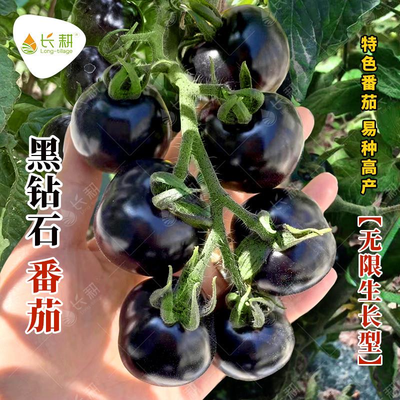 黑钻石番茄种子四季黑珍珠西红柿种孑高产阳台盆栽西黑柿蔬菜种籽