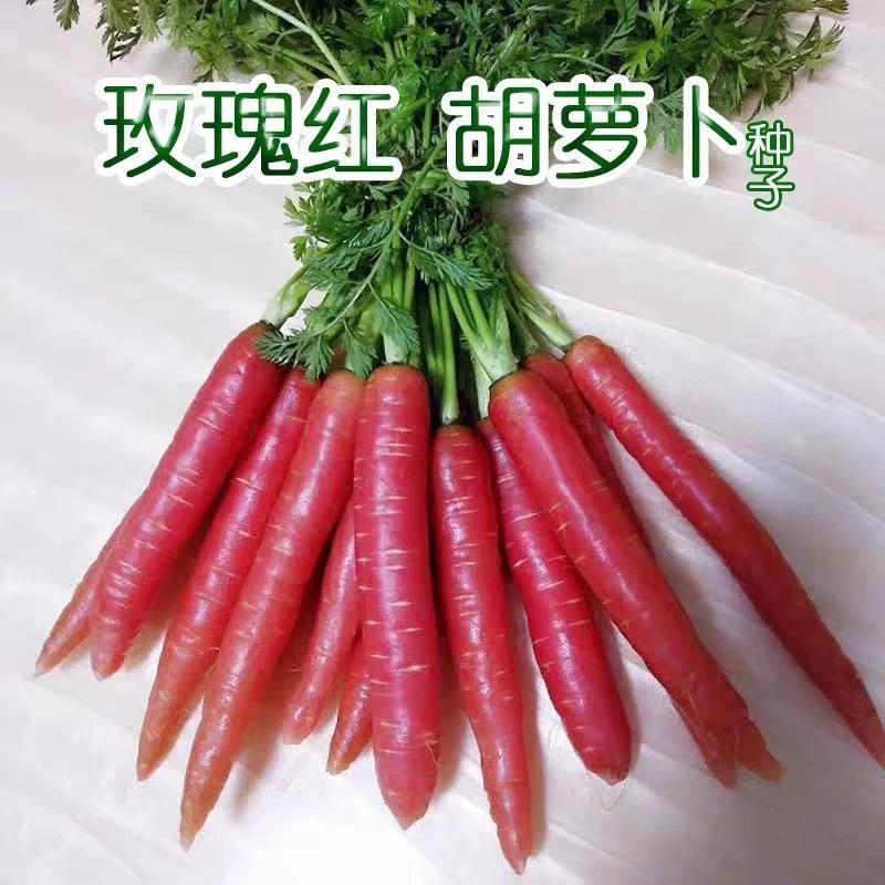 水果胡萝卜种子四季波玫瑰红红萝卜种籽甜脆红胡萝卜家种蔬菜种子