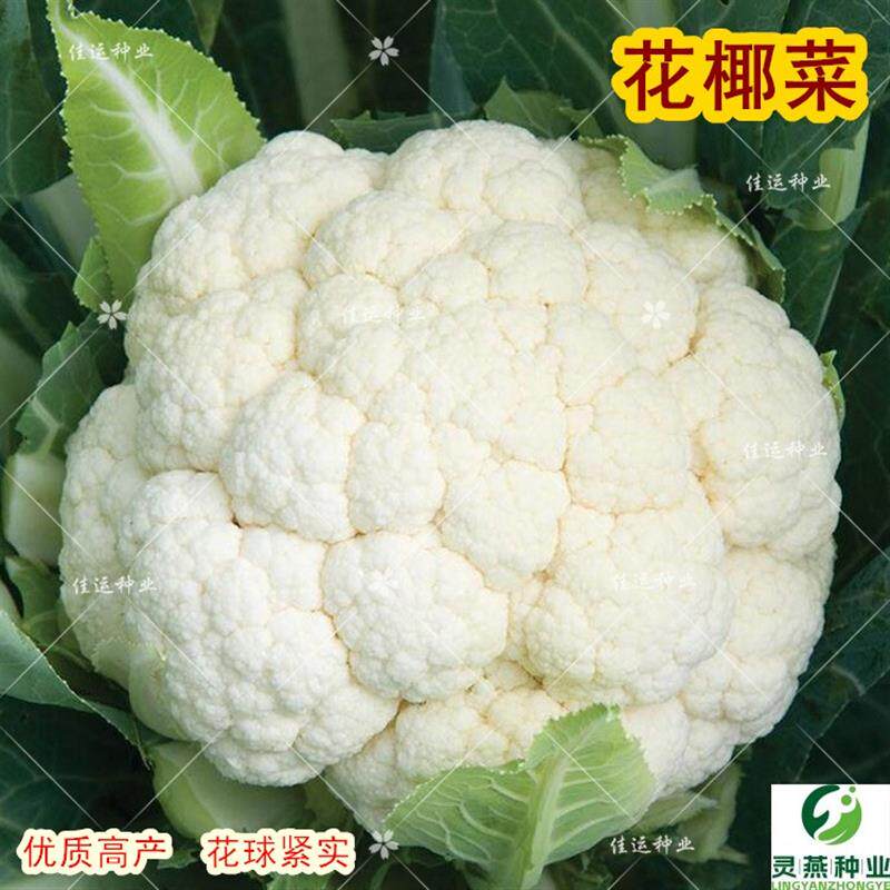花椰菜种子大全 西蓝花紫菜花 60/80/100/120天 四季花菜种籽