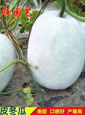 粉皮冬瓜种子早熟白皮冬瓜节瓜南方毛瓜种籽春秋季瓜果蔬菜种孑
