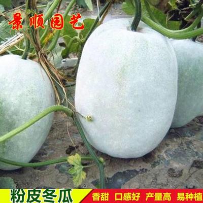 粉皮冬瓜种子早熟白皮冬瓜节瓜南方毛瓜种籽春秋季瓜果蔬菜种孑