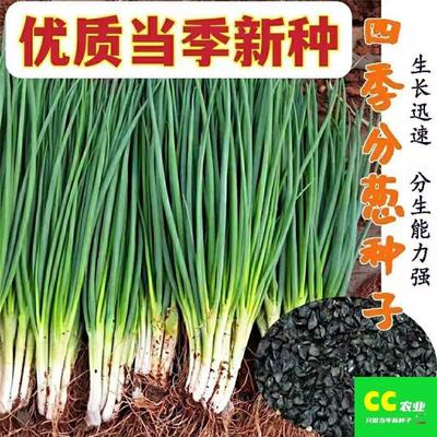 四季可播小葱种子葱籽小香葱小青葱蔬菜种子热卖家庭盆栽室内植物