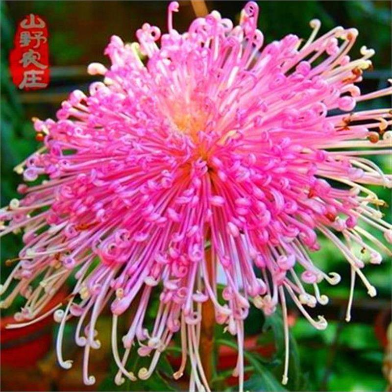 多色菊花种子四季播种懒人易种室内外阳台庭院盆栽花菜花卉种子