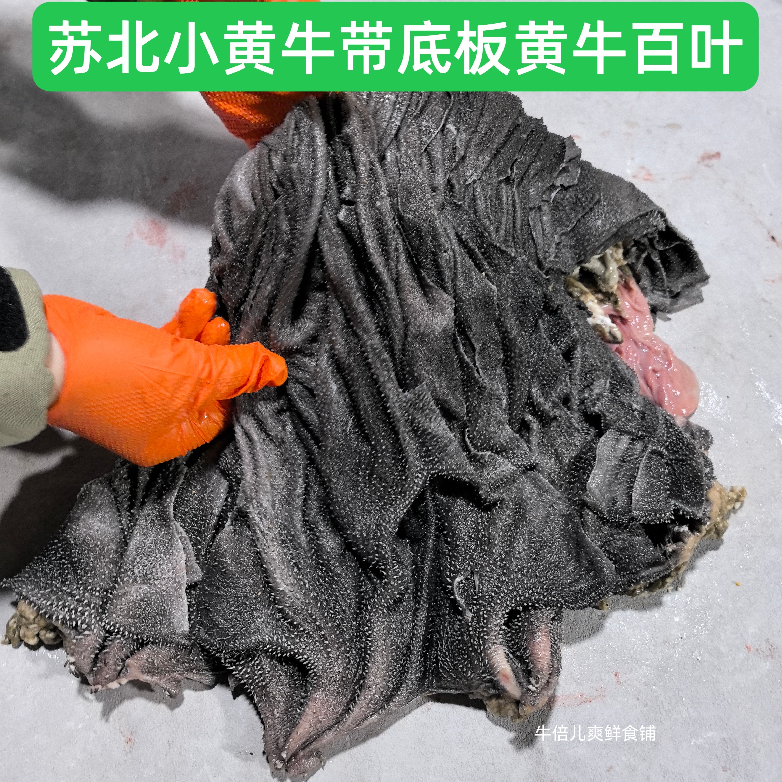 牛百叶牛杂屠宰场新鲜涮火锅牛杂百叶带底板 毛肚新鲜牛百叶