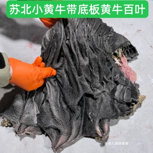 牛百叶牛杂屠宰场新鲜涮火锅牛杂百叶带底板 毛肚新鲜牛百叶