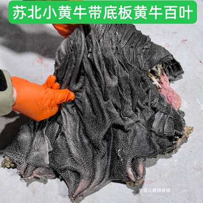 牛百叶牛杂屠宰场新鲜涮火锅牛杂百叶带底板 毛肚新鲜牛百叶
