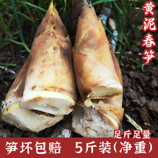 笋新鲜春笋现挖竹笋嫩笋尖3斤鲜笋毛笋黄泥拱笋冬笋湖南深山大笋