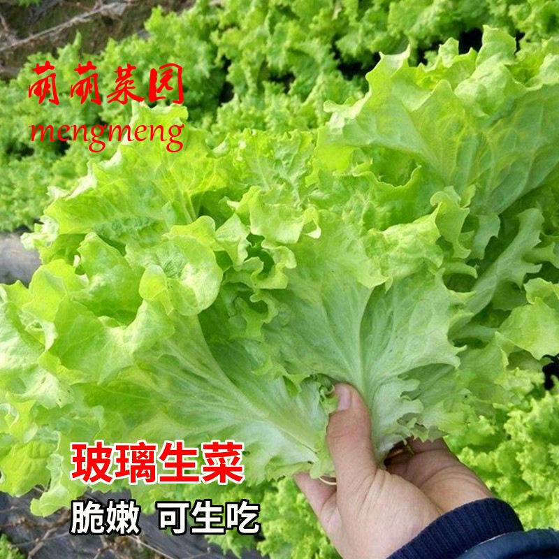 玻璃生菜四季播大速生蔬菜种籽