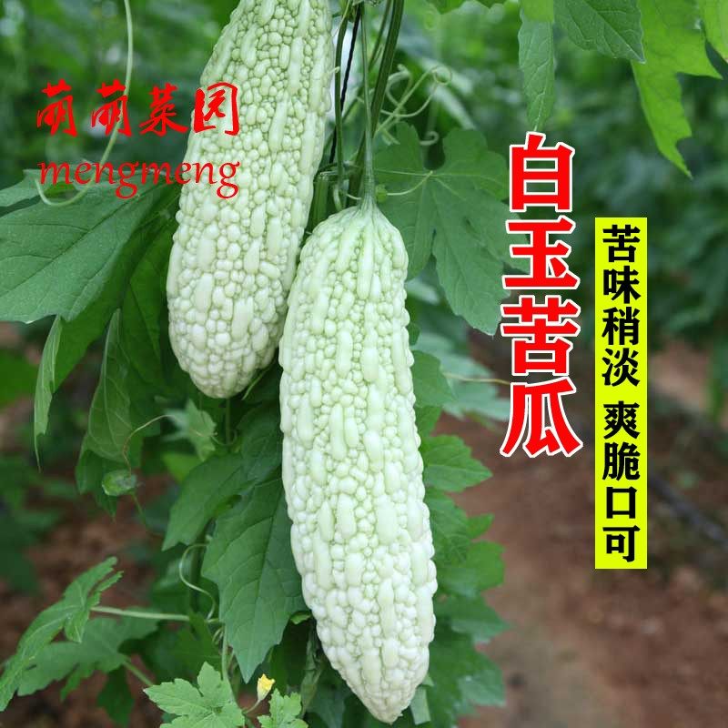 白玉苦瓜种子长白苦瓜种籽早熟高产阳台春季播农家菜园蔬菜种孑籽