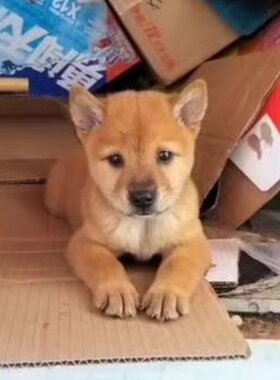 田园犬土狗幼犬活体黄狗白面农村土狗幼崽土狗活物看家护院大黄狗