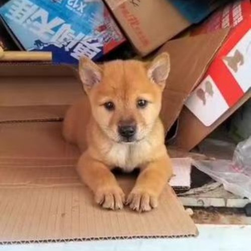 黄狗白面看家护院大黄狗土狗幼犬