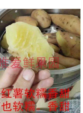榆林香蕉拇指陕北白玉慎拍小红薯