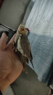 玄凤鹦鹉宠物活体鸟观赏鸟原始灰会说话活物可繁殖