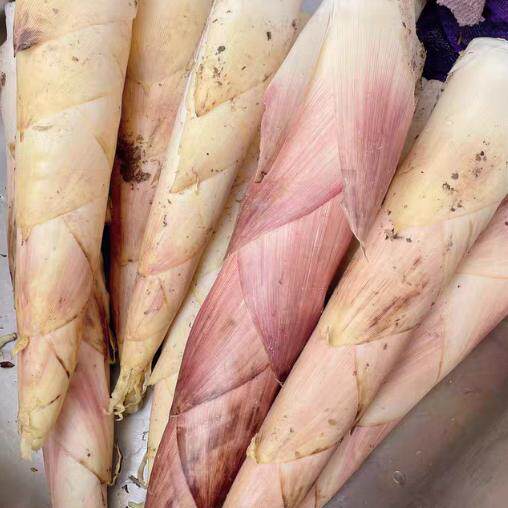 现挖新鲜临安黄泥鲜笋竹笋雷笋冬笋小笋野生春笋哺笋小野笋自然