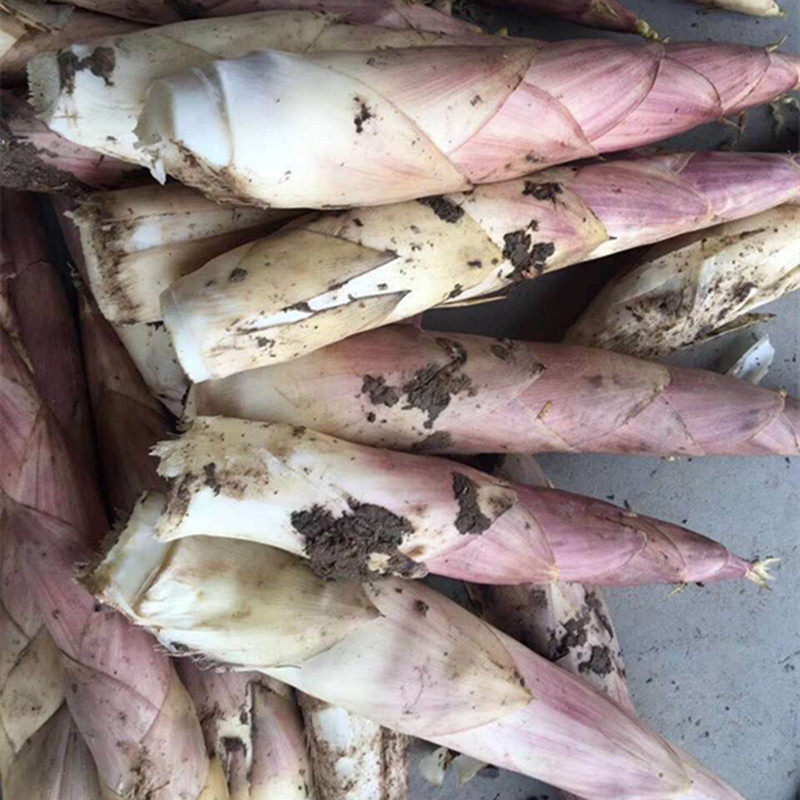 现挖新鲜临安黄泥鲜笋竹笋雷笋冬笋小笋野生春笋哺笋小野笋自然