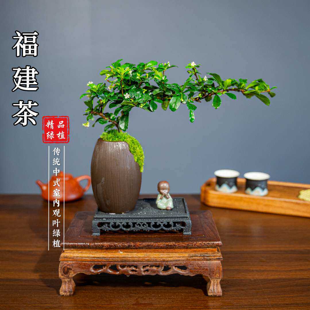 小叶福建茶悬崖微盆景小老桩办公桌面绿植