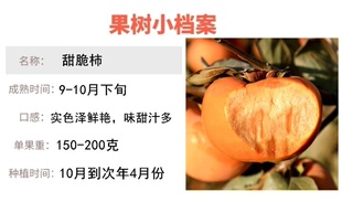 柿子树嫁接苗柿子树苗日本甜脆柿树地栽盆栽南北方种植摘下能吃