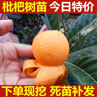 正宗苏州洞庭东山白沙枇杷树苗白玉枇杷树苗（冠玉枇杷树苗）2年