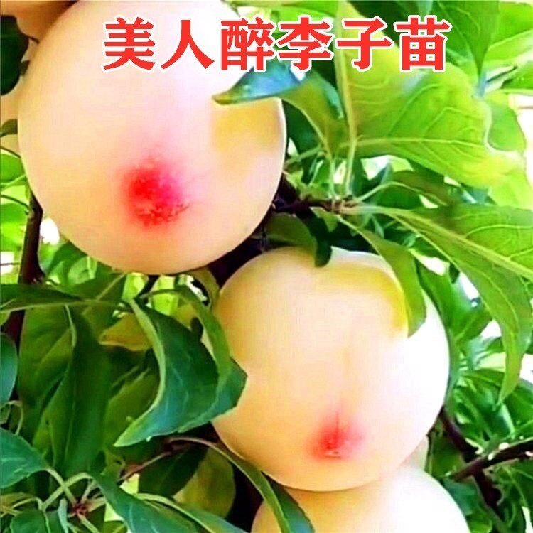 晚熟青脆李子树苗 江安李子树苗 李子苗 汶川青脆李子苗 脱骨李子