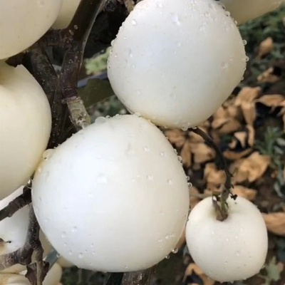 苹果树苗罕见白牛奶苹果苗 苹果树苗稀有昂贵白苹果苗果树苗
