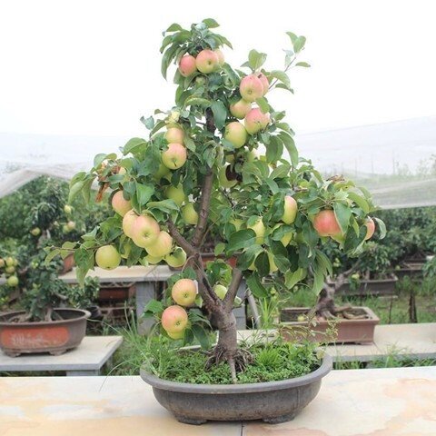 矮化黑钻苹果树苖 盆栽冰糖心苹果苖南北方四季种植当年结果