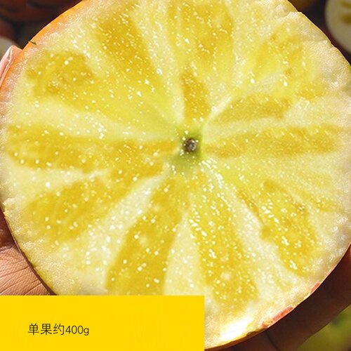 新疆阿克苏冰糖心苹果树苗全国易种产量高嫁接苹果苗易活当年结果