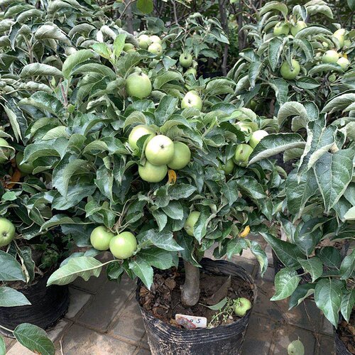 果树苗苹果树苗盆栽嫁接带果发货当年结果果实多原土打木箱发货