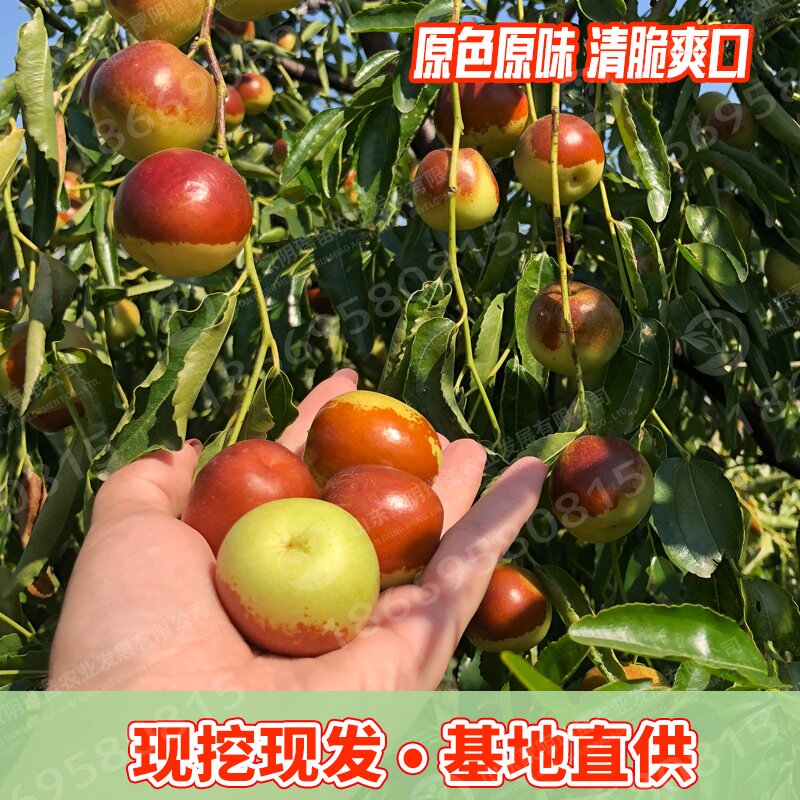 枣树苗枣苗沾化冬枣特大嫁接果树