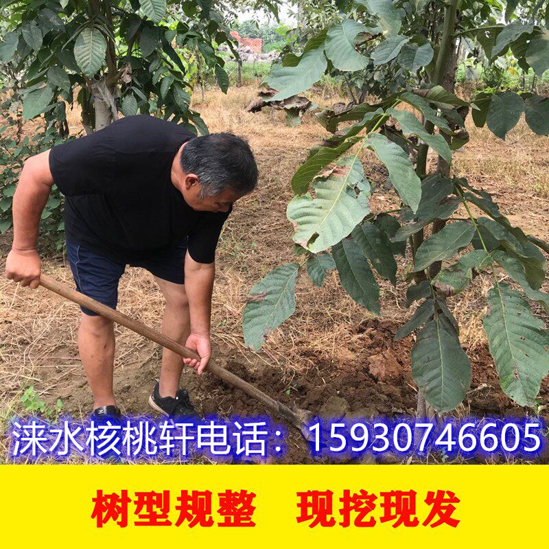 文玩核桃树苗狮子头当年结果盆栽