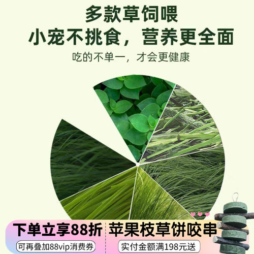 牧草试吃*新草龙猫兔子干草磨牙北提赫尔达南提果树草菊苣大麦草