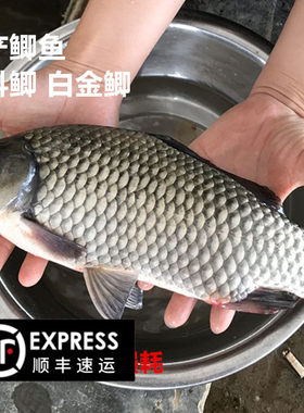 鲫鱼苗中科5号鲫鱼淡水鱼