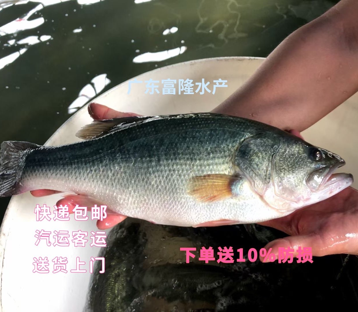 热卖大口七星海鲈宝石包邮鱼苗