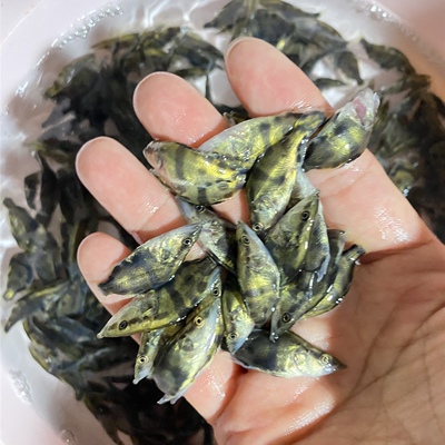 桂花小翘嘴肉食性顺丰包邮鱼苗