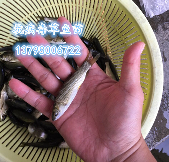 正宗广东活体抗病草鱼苗包邮鲩鱼苗四大家鱼活体包邮