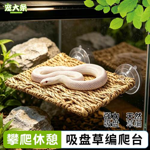 爬宠吸盘造景休息晒台