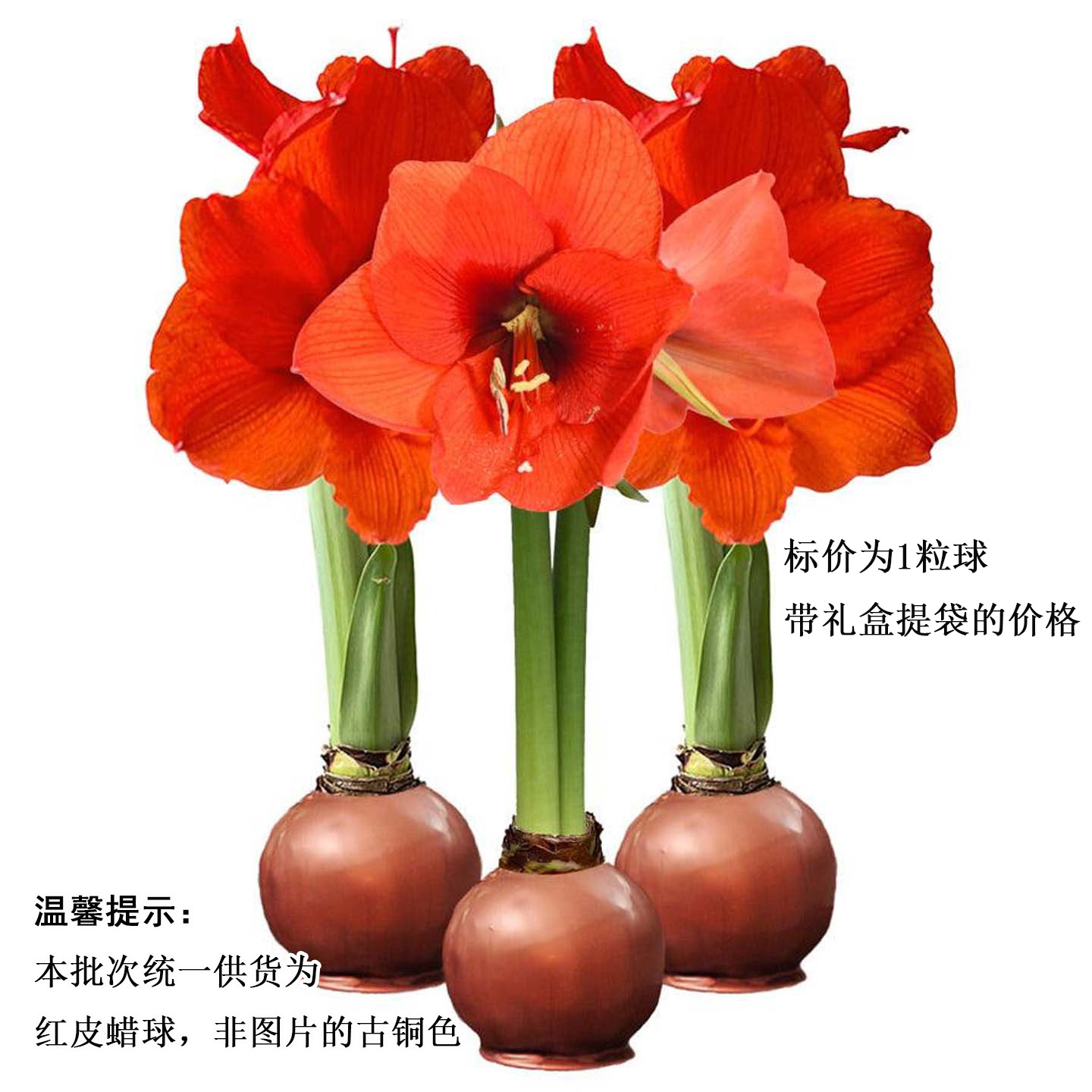 秘鲁原装进口蜡球朱顶红礼盒装