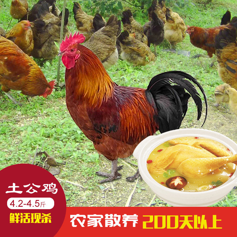 贵州特产榕江小香鸡600g整只手撕鸡开袋即食新鲜鸡肉熟食散养土鸡