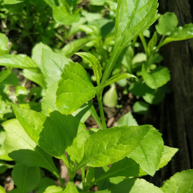 2025年永春特产苦菜农家没杀青苦菜干苦斋婆野菜干败酱草煲汤250g