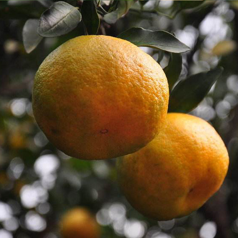 福建泉州特产永春芦柑新鲜当季水果桔子蜜橘子丑柑5斤10斤礼盒装,水产肉类/新鲜蔬果/熟食,桔子,淘宝优惠券,粉丝福利购,淘宝优惠卷