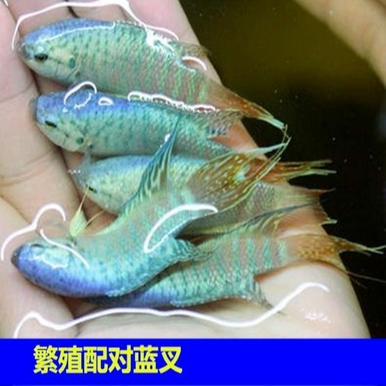 斗鱼淡水不用打氧好养耐活