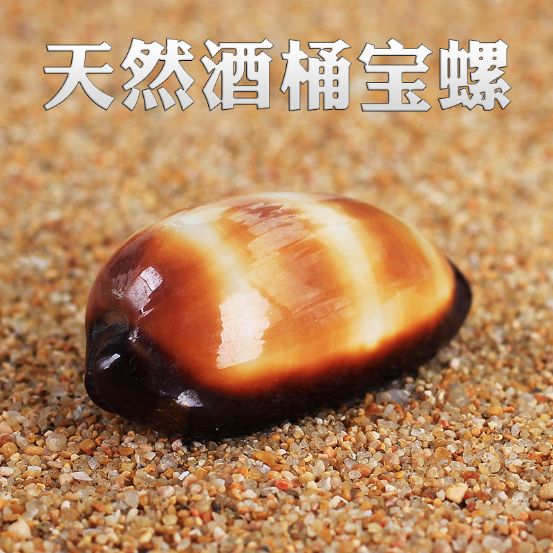 天然宝螺贝壳工艺品标本收藏图片