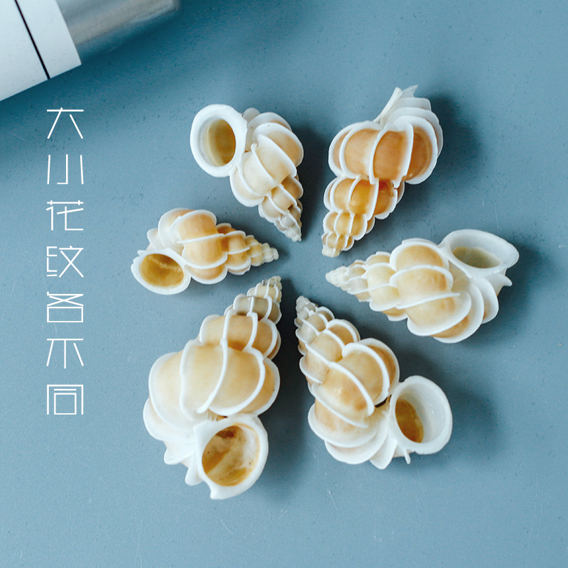 天然绮狮螺世界名螺稀