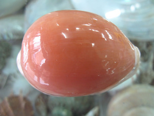 稀有品种黄金宝螺标本品相上乘天然海螺贝壳收藏高档礼品摆件鱼缸