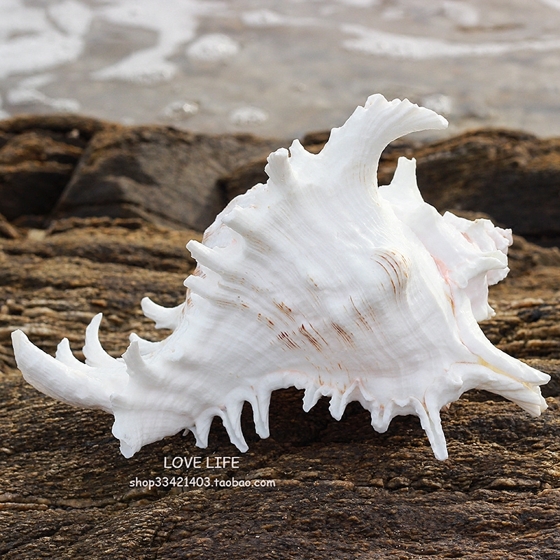 包邮天然标本大白海螺贝壳千手螺麒麟螺鱼缸装饰家居摆件拍照婚庆