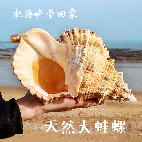 天然石号螺金口蛙螺石头螺大海螺贝壳鱼缸景家居书架摆件礼物 - 封面